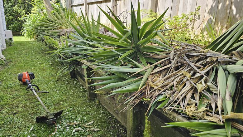 Cut flax and garden prunings piled ready for green waste removal in Waihi