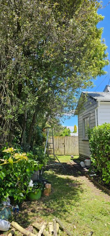 Ladder set up for tree pruning beside a Waihi house